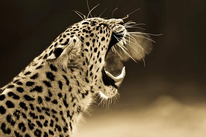 I’ve Been Photographing Wildlife For 15 Years, Here Are My 30 All-Time Favorite Photos