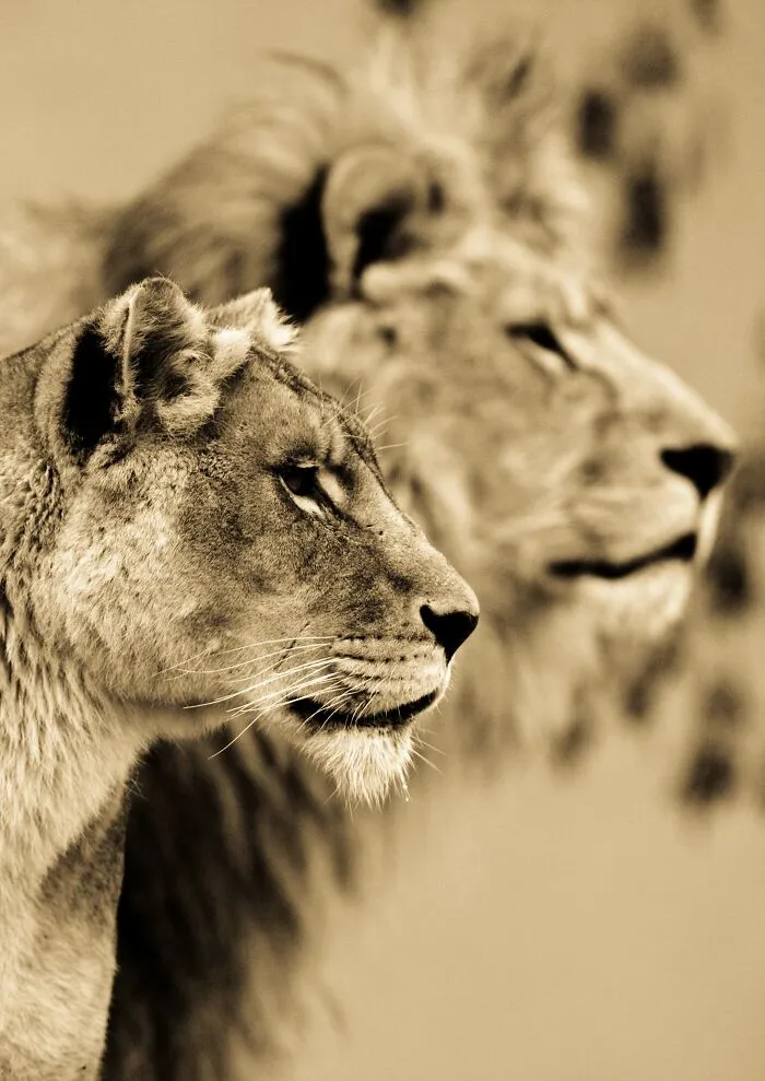 I’ve Been Photographing Wildlife For 15 Years, Here Are My 30 All-Time Favorite Photos
