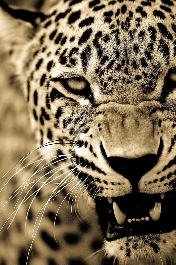 I’ve Been Photographing Wildlife For 15 Years, Here Are My 30 All-Time Favorite Photos
