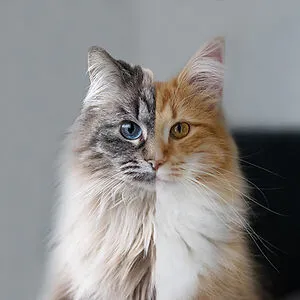 Junethekitty
