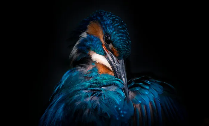Kingfisher