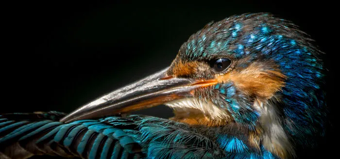 Kingfisher