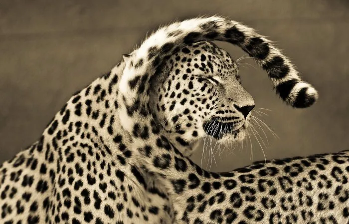 I’ve Been Photographing Wildlife For 15 Years, Here Are My 30 All-Time Favorite Photos
