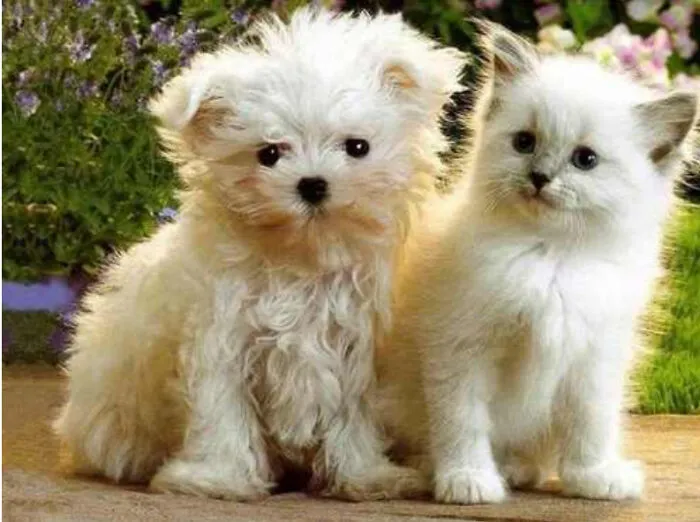 Snowball And Sugar So Cute Together But Sugar Looks Like Snowball,  Huh?
