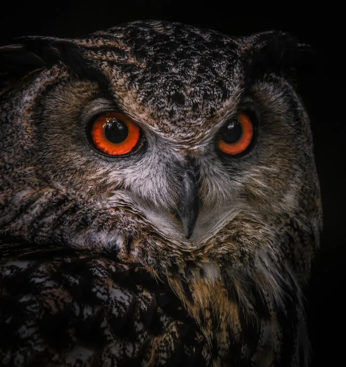 Eagle Owl