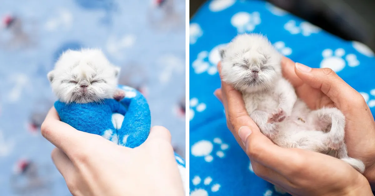 Este es Grandpa, un gatito recién nacido que triunfa en Internet con su inusual aspecto y encanto