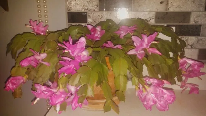 My Blooming Cactus Named "Octavius"