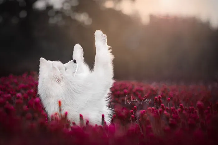 My Flower Power Dog Photos (10 Pics)