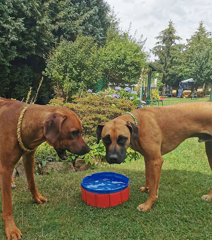 Compramos una piscina para perros. Esto es lo que llegó