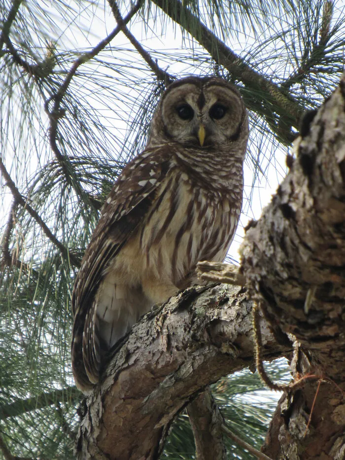 Watching Me