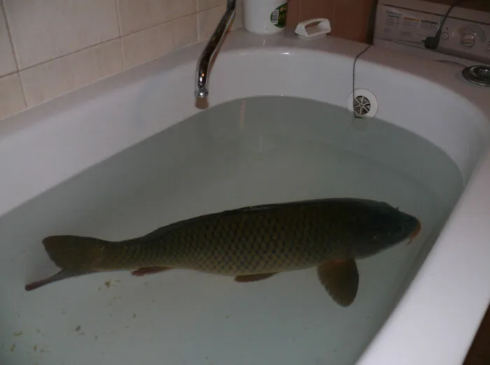 En Eslovaquia, es normal mantener una carpa viva en la bañera antes de prepararla para la cena de Navidad