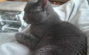People Who Had To Choose Their Pet Over Their Partner Reveal How It All Went (35 Pics)