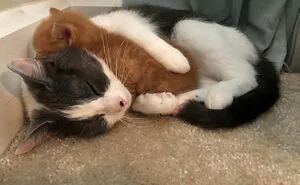 People Who Had To Choose Their Pet Over Their Partner Reveal How It All Went (35 Pics)