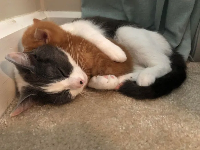 20 Personas revelan sus historias de cómo tuvieron que elegir a sus mascotas por encima de sus parejas