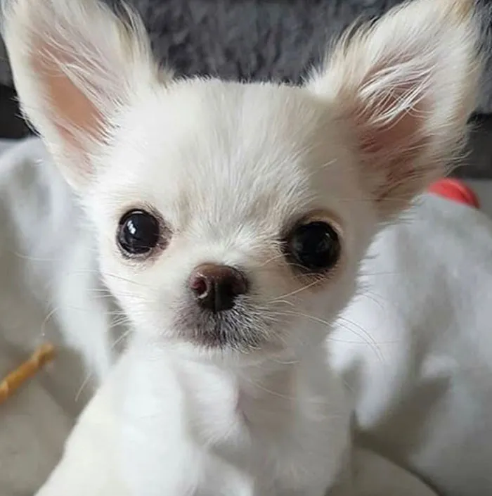 20 Personas revelan sus historias de cómo tuvieron que elegir a sus mascotas por encima de sus parejas