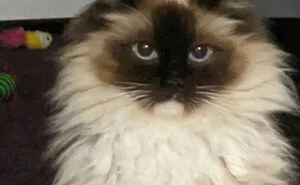 People Who Had To Choose Their Pet Over Their Partner Reveal How It All Went (35 Pics)