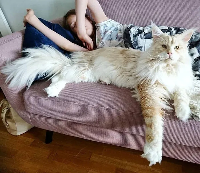 20 Personas revelan sus historias de cómo tuvieron que elegir a sus mascotas por encima de sus parejas