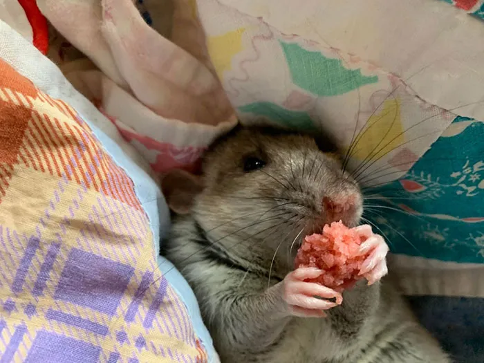 20 Personas revelan sus historias de cómo tuvieron que elegir a sus mascotas por encima de sus parejas