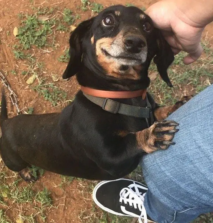 20 Personas revelan sus historias de cómo tuvieron que elegir a sus mascotas por encima de sus parejas