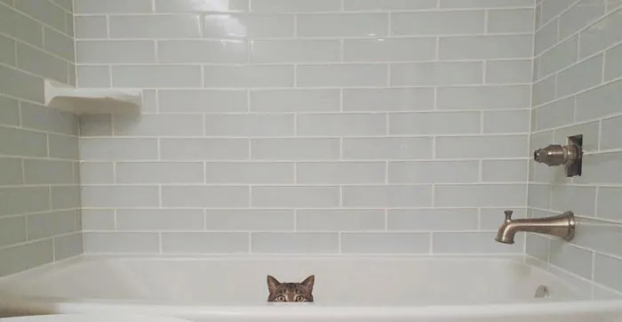 People-Choose-Pet-Over-Partner