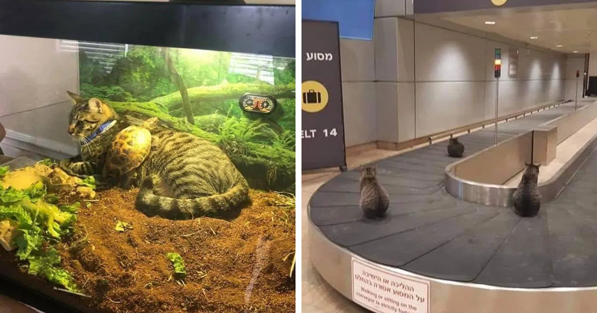 43 Gatos que se encuentran en lugares donde no deberían estar, y que nos hacen reír
