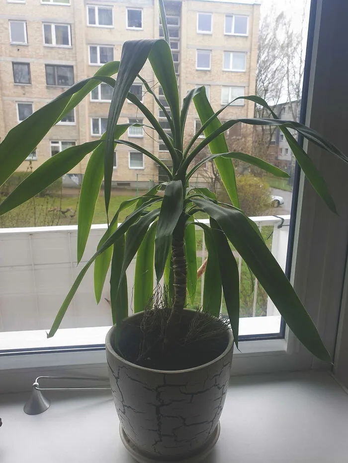 Found This Plant Next To The Trash Cans