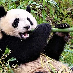 WhenThePandasAttack