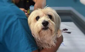 Vet Shares That There Are More Emotionally Draining Things In Their Job Than Putting Animals To Sleep