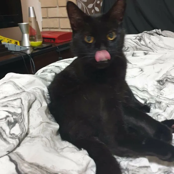 Sookie Derpie