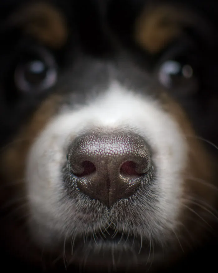 Bernese Montaindog