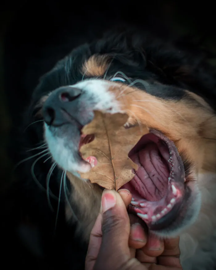 Bernese Mountaindog