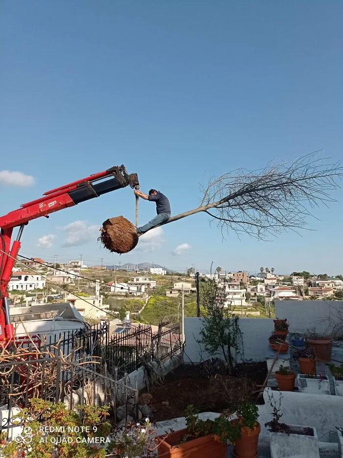 Plantando árboles...
