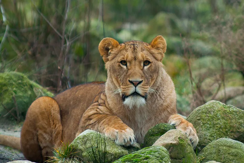 Asiatic Lions Are Living In Girnar Wildlife Sanctuary; Make A Halt Here