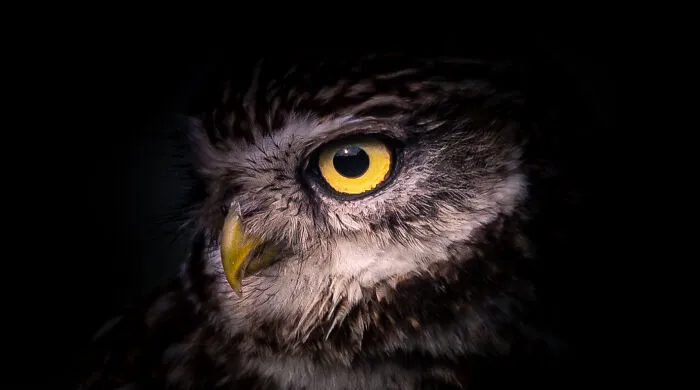 Little Owl