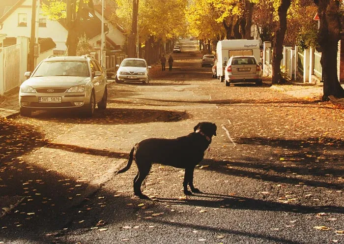 30 Actos increíblemente amables que las mascotas hicieron por sus dueños y que demuestran que el amor de una mascota no tiene límites