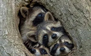 2021 Comedy Wildlife Photography Awards Contestants Once Again Proved That Wildlife Can Be Pretty Hilarious (11 Pics)