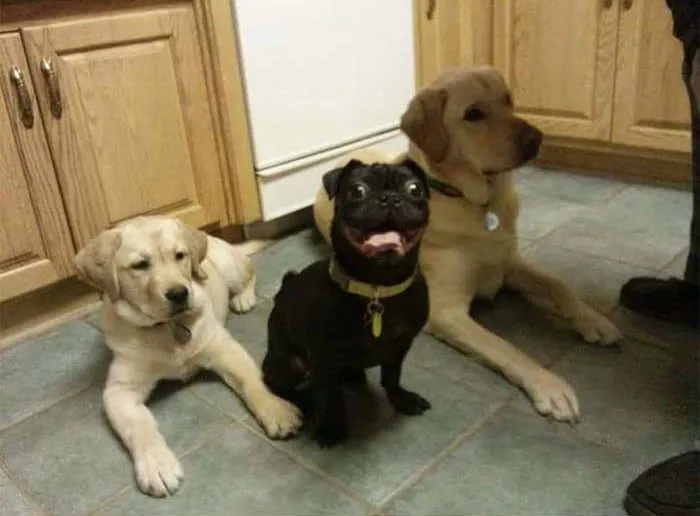My Friend Wanted A Dog So He Went And Adopted Hank. He Is A Little Different