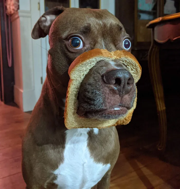 50 Fotos de perros nada favorecidos para el desafío #UnflatteringDogPhotoChallenge