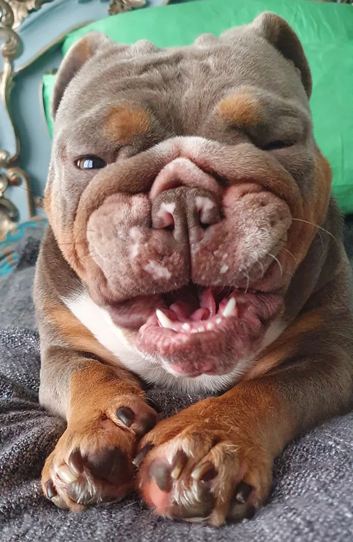 50 Moments Of Dogs Malfunctioning And Their Humans Failing To Resist The Urge To Document It For The #UnflatteringDogPhotoChallenge (New Pics)