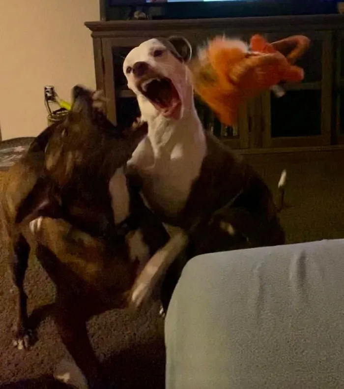 50 Moments Of Dogs Malfunctioning And Their Humans Failing To Resist The Urge To Document It For The #UnflatteringDogPhotoChallenge (New Pics)