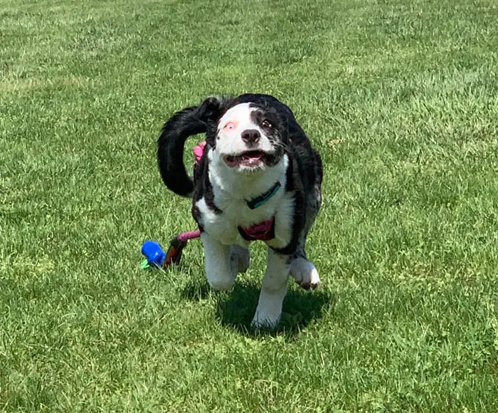 50 Fotos de perros nada favorecidos para el desafío #UnflatteringDogPhotoChallenge