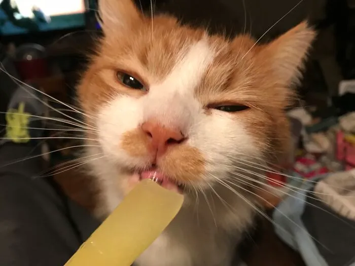 Jasper Likes Me To Share Ice Lollies