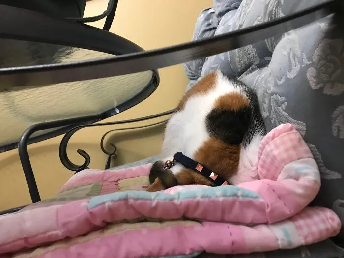 My Cat. Sleeps. Vertically.