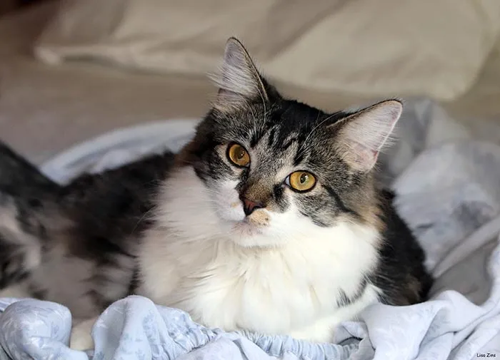 30 Actos increíblemente amables que las mascotas hicieron por sus dueños y que demuestran que el amor de una mascota no tiene límites