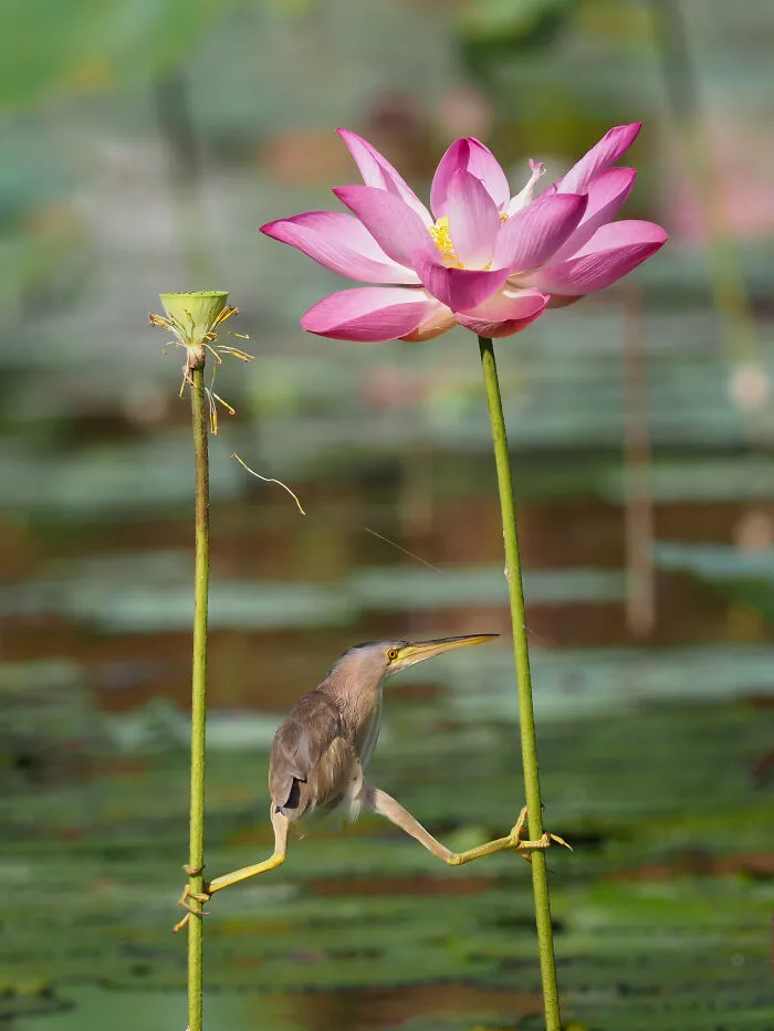 "Yoga Bittern" By KT Wong