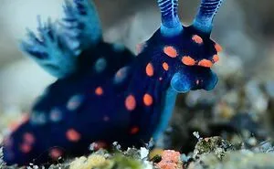 I Scoured The Internet(And My Gallery), So You Can Witness The Beauty Of Nudibranchs!