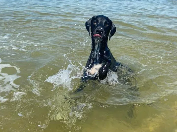 50 Moments Of Dogs Malfunctioning And Their Humans Failing To Resist The Urge To Document It For The #UnflatteringDogPhotoChallenge (New Pics)