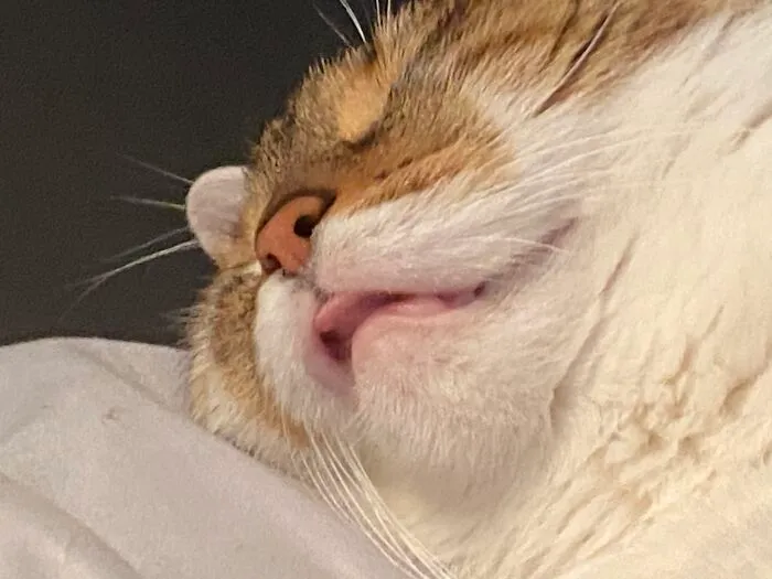 She Blep In Her Sleep. She’s Dreaming In This Picture Actually. What You Don’t See Is Her Kicking Me While Dreaming.