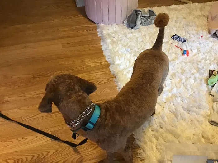 We Got Interested In Different Haircuts (Ignore The Messy Room)