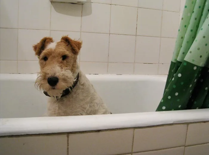 30 Incredibly Kind Acts Pets Did For Their Owners That Prove A Pet's Love Has No Limits